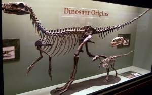 Herrerasaurusskeleton